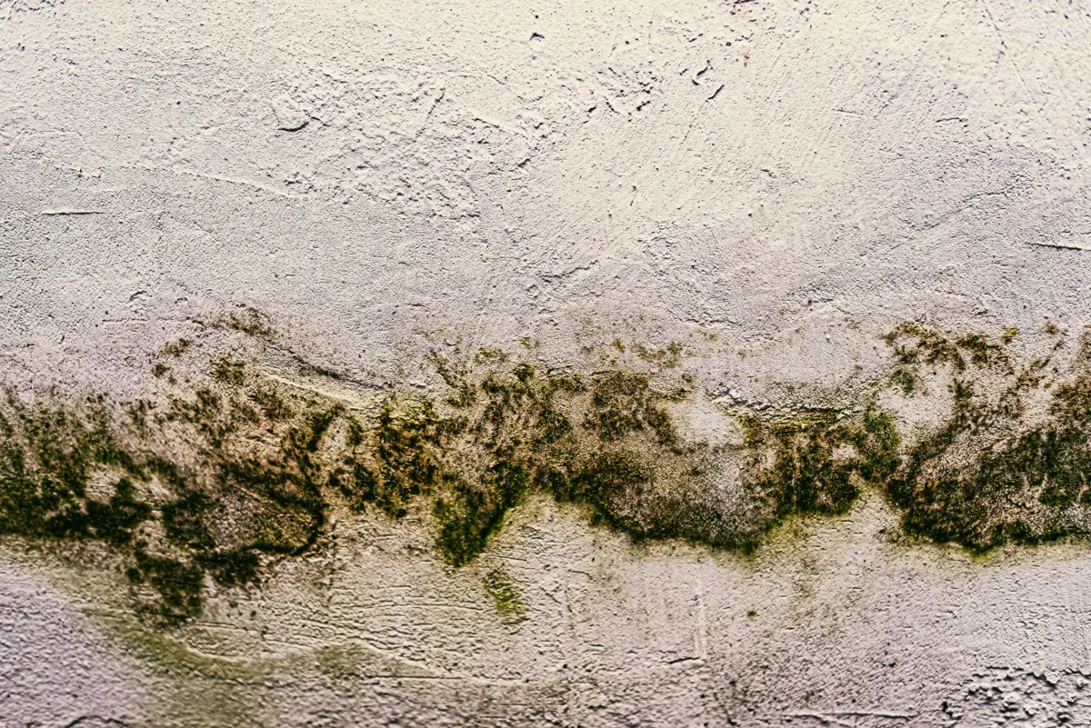 Ecco cosa significa dimorfismo fungino: la risposta sorprende anche gli appassionati di funghi