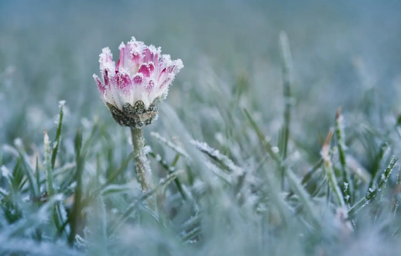 Hai mai sentito parlare della pianta che sfida il gelo e fiorisce anche sotto la neve?