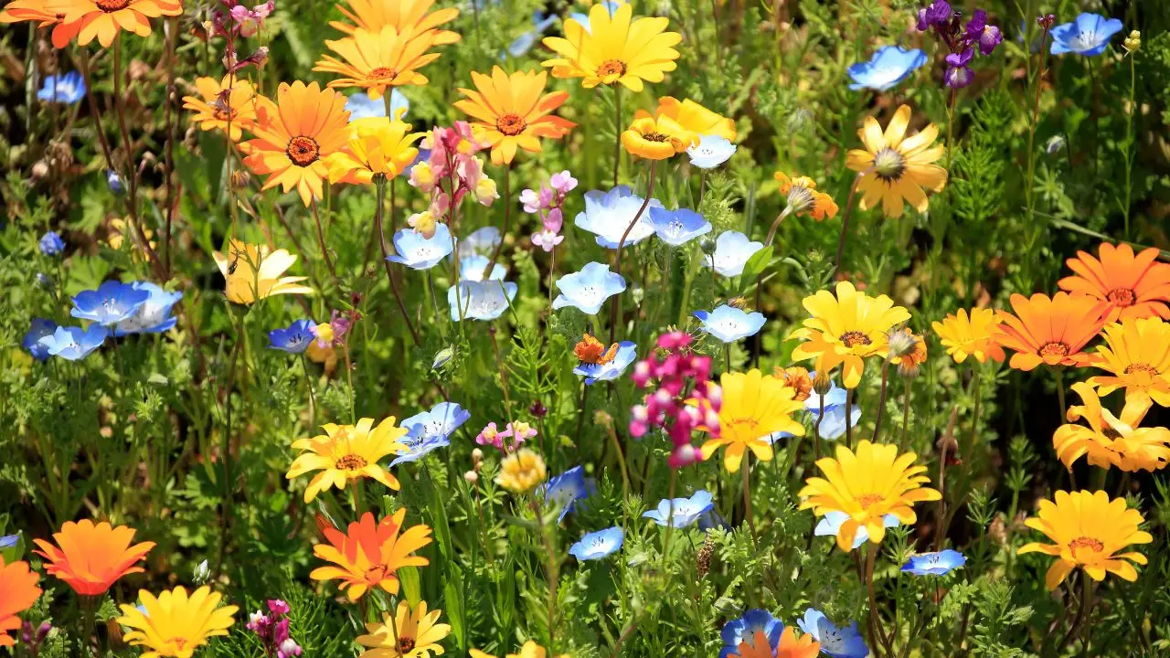 Hai mai visto questi fiori nei prati? Ecco come riconoscerli con un solo trucco