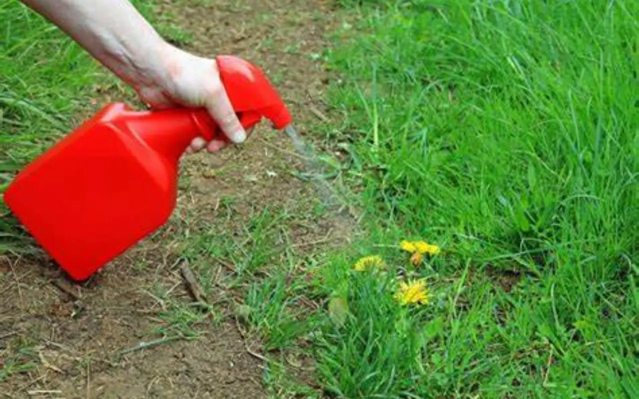 Hai sempre usato l’insetticida in modo sbagliato e pericoloso: ecco come spruzzarlo in sicurezza