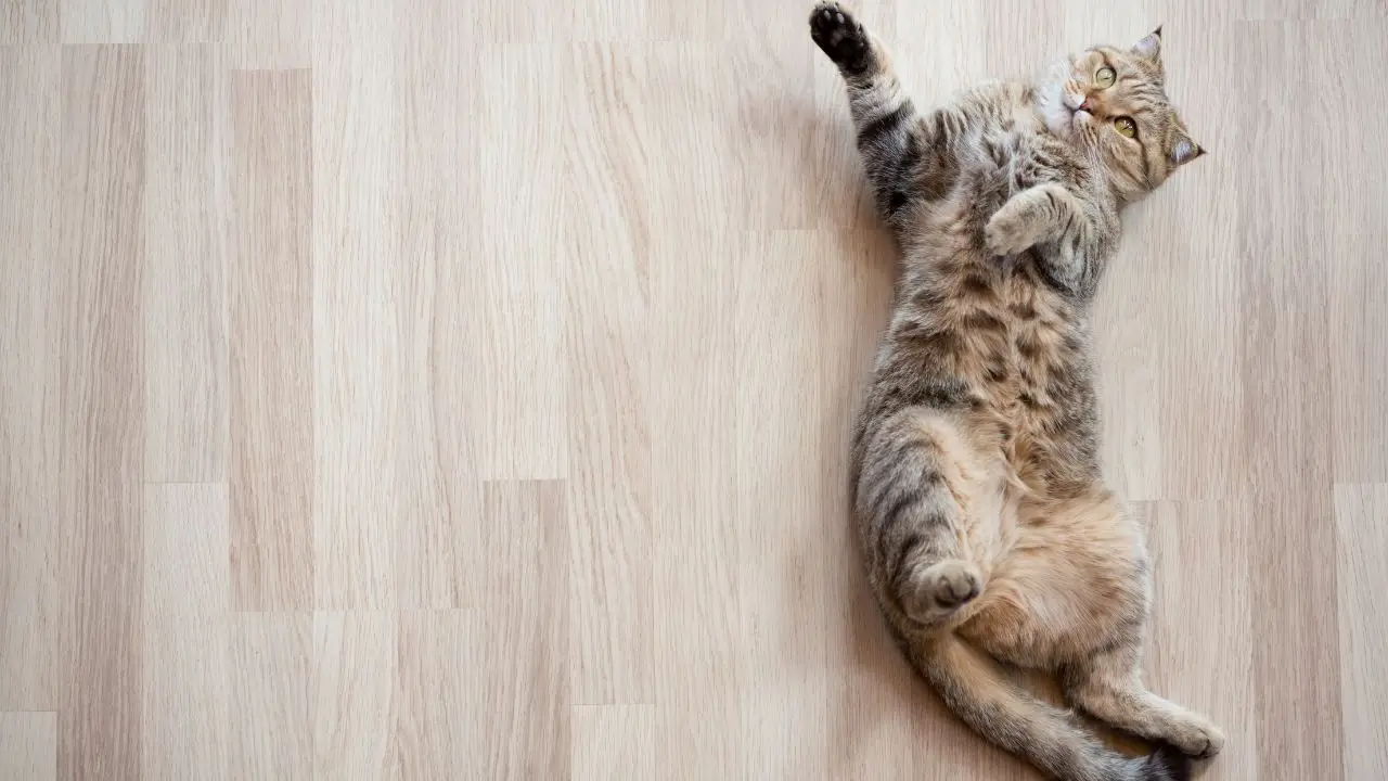 Il tuo gatto fa i bisogni in casa? Ecco il metodo definitivo per farglielo smettere subito