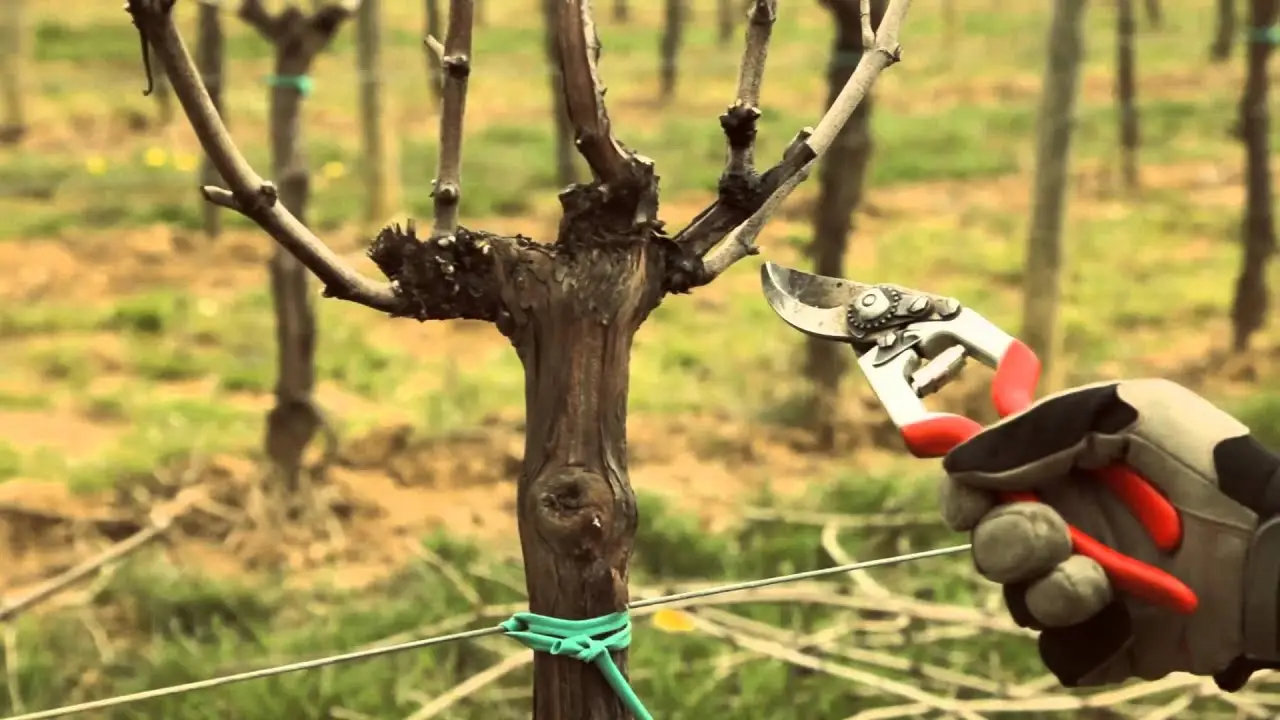 Non mettere questo prodotto sui tagli delle potature: ecco cosa uccide davvero le tue piante