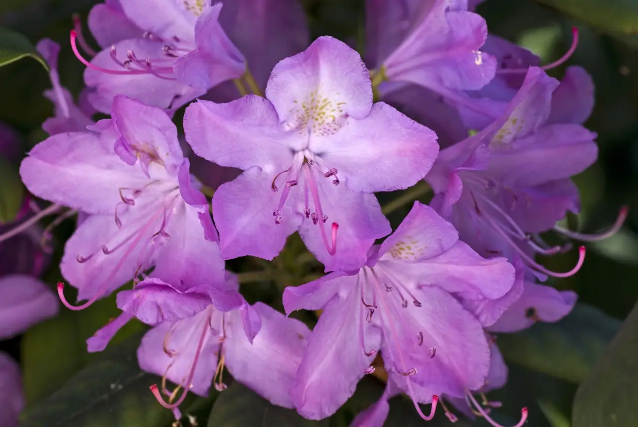 Attenzione a dove metti l’azalea in casa o in giardino: ecco il posto perfetto per farla fiorire