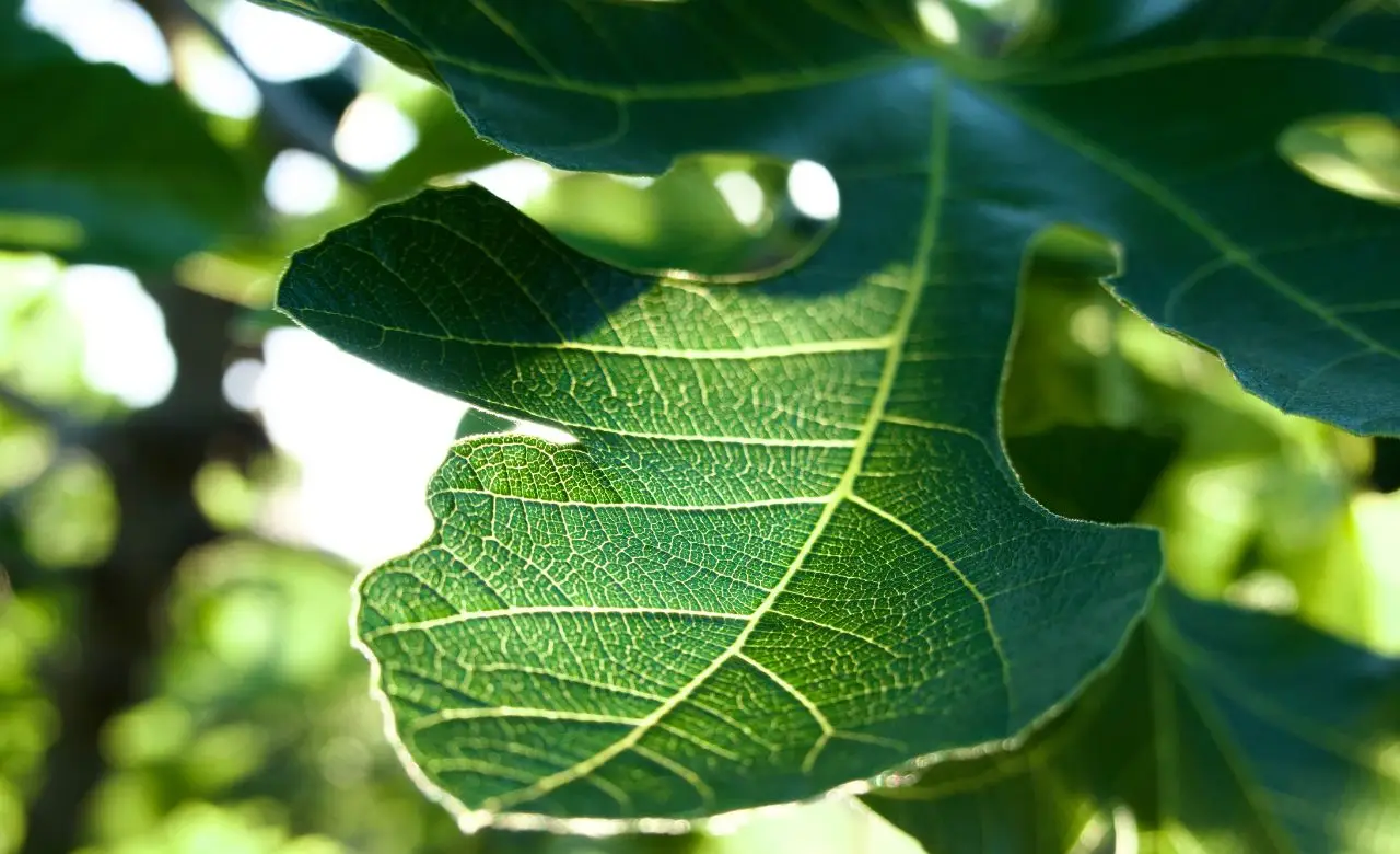 Foglie del tuo fico piene di buchi? Ecco l’insetto responsabile e come eliminarlo