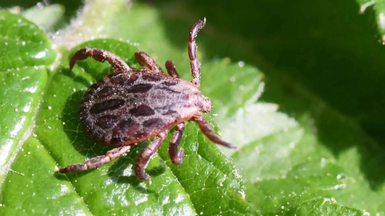 Allarme acari bianchi in casa: ecco dove si nascondono e come eliminarli