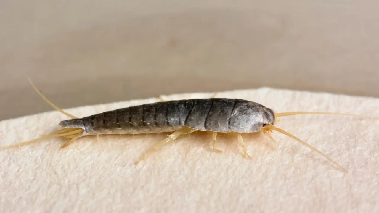 Quali sono gli insetti lucifughi? Ecco quelli pericolosi per l’uomo