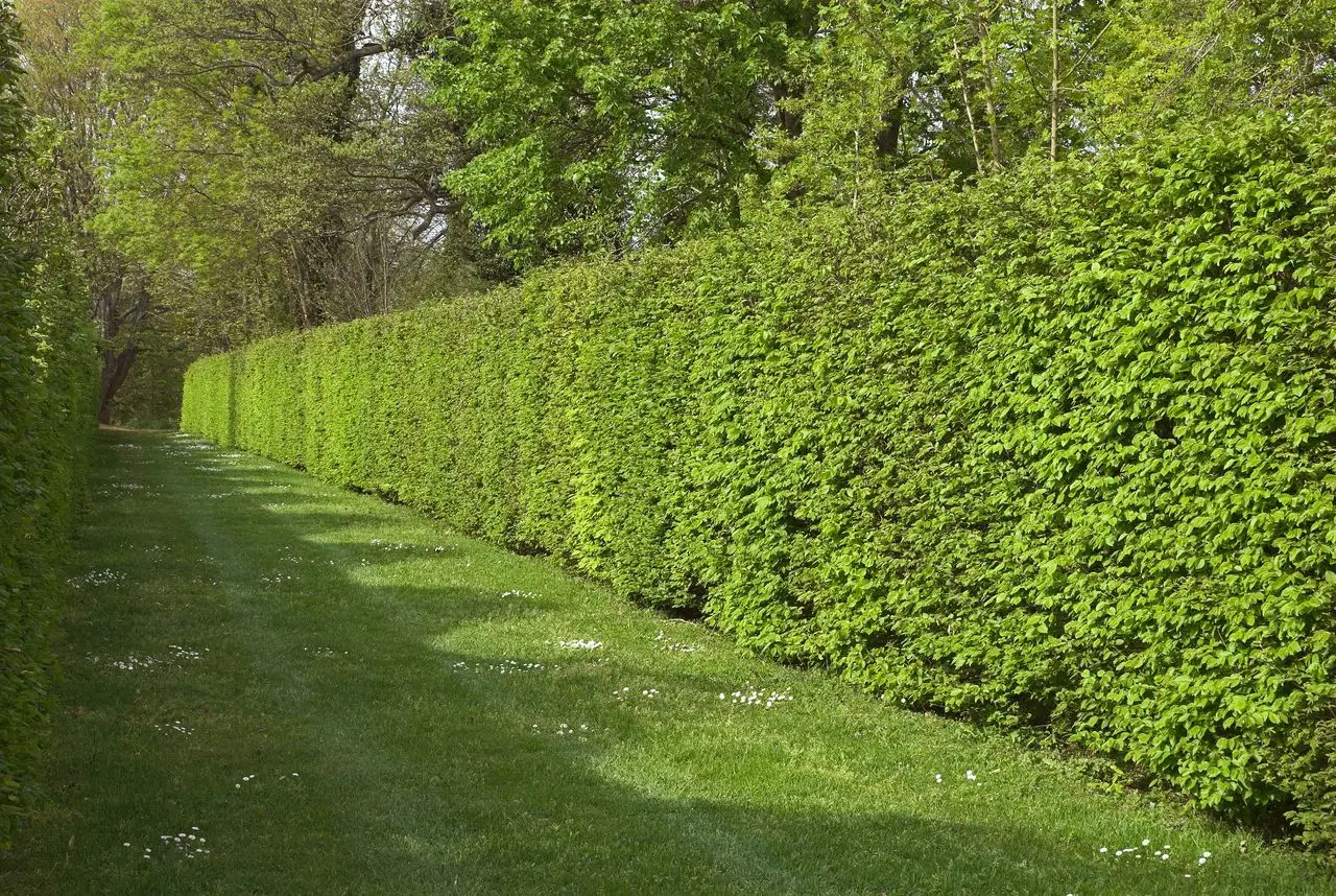 Vuoi proteggere il tuo giardino dal vento? Ecco le piante frangivento più efficaci da scegliere
