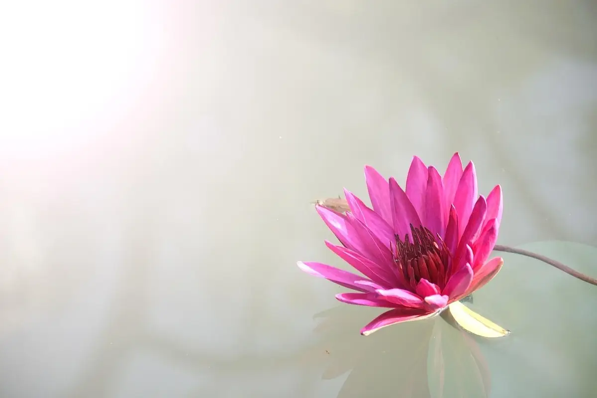 Vuoi un tocco di classe in casa? Ecco il fiore considerato il simbolo massimo dell’eleganza