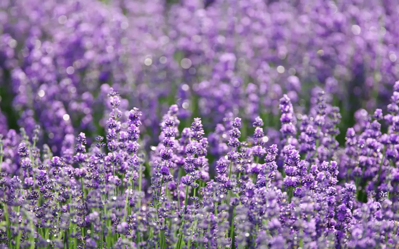 Usi la lavanda contro gli scarafaggi? Ecco la verità se funziona davvero o è inutile