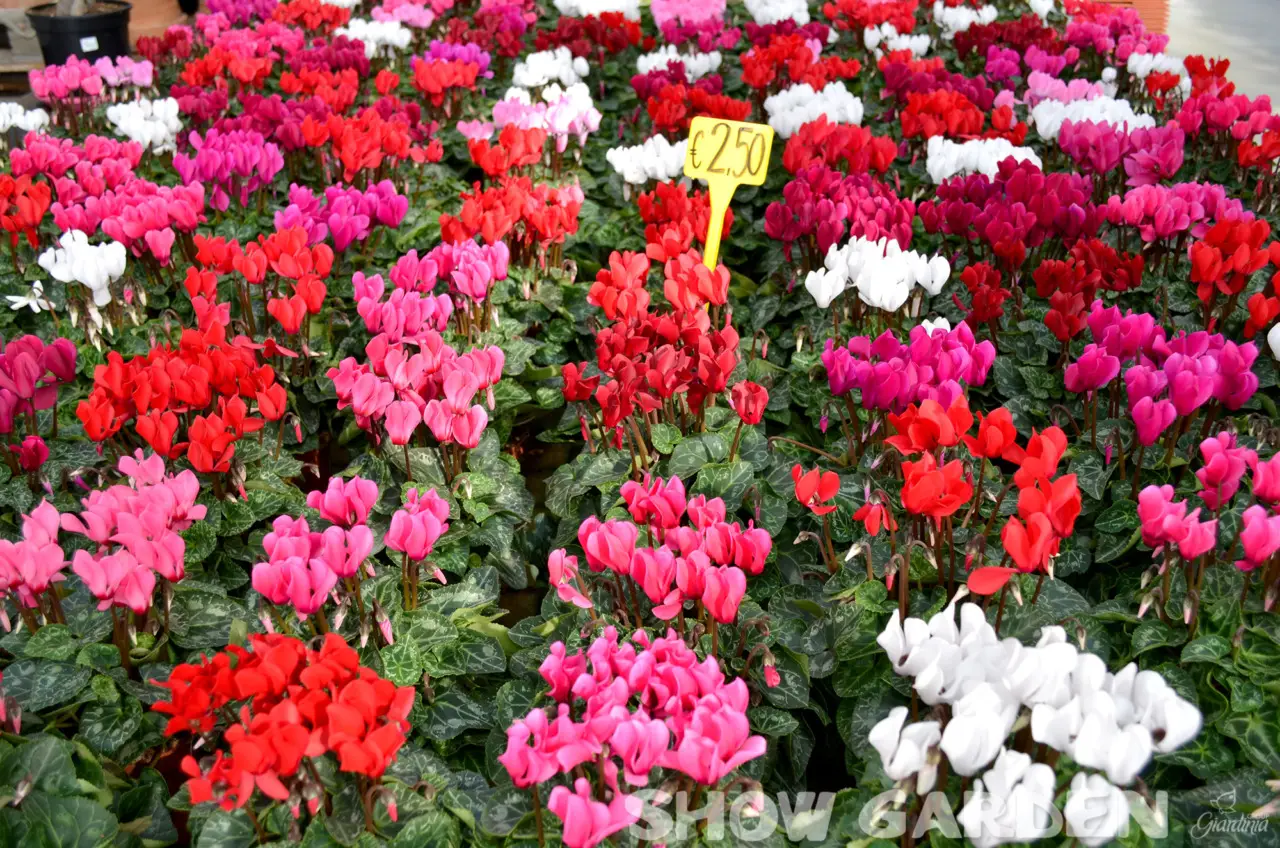 Le piante che fioriscono instancabilmente per tutta l’estate: ecco quali scegliere