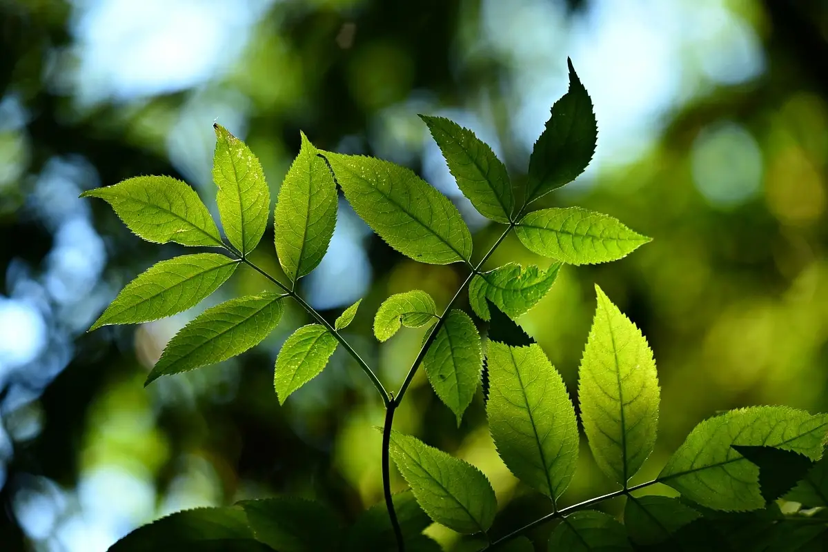 Stai usando l’olio di Neem nel modo sbagliato sulle piante: ecco dove spruzzarlo davvero