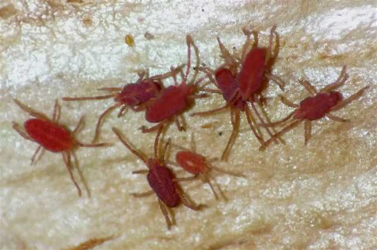 Allarme parassiti intestinali: ecco come riconoscerli guardando gli escrementi