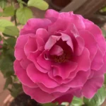 Conservi una rosa secca? Ecco il significato nascosto che quasi nessuno conosce