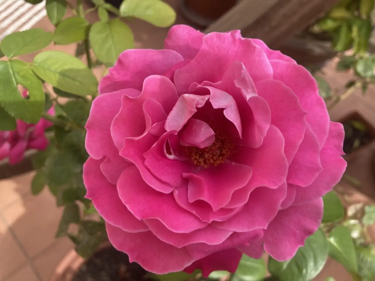 Conservi una rosa secca? Ecco il significato nascosto che quasi nessuno conosce